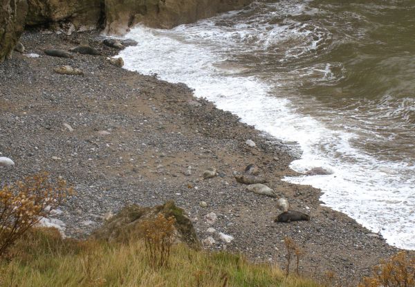 Seals at Angel's Bay